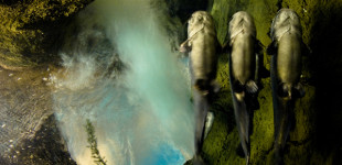 Three Catfish Stooges
